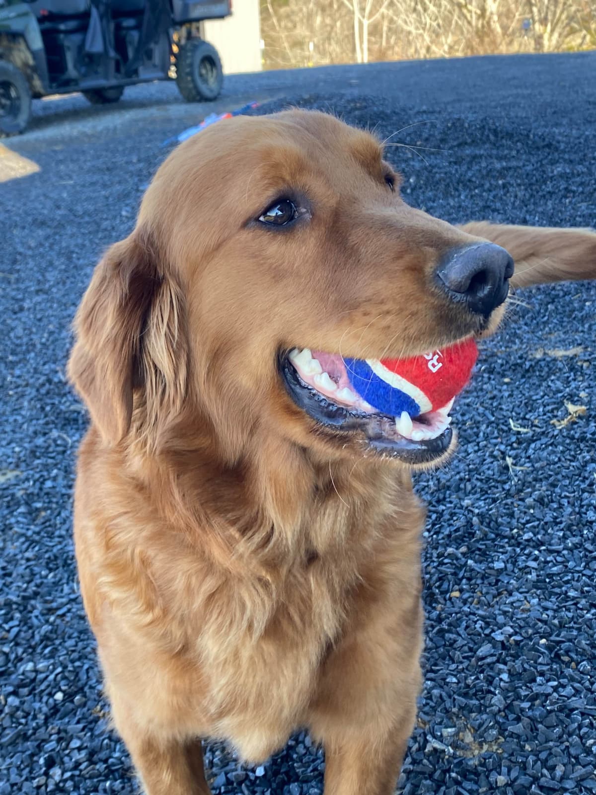 Golden Retriever Puppies breeder image 2
