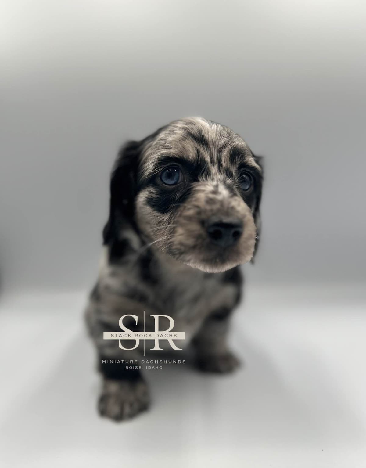 Long-Hair Miniature Dachshund Puppies (Sire/Dam are DNA/health tested) breeder image 10