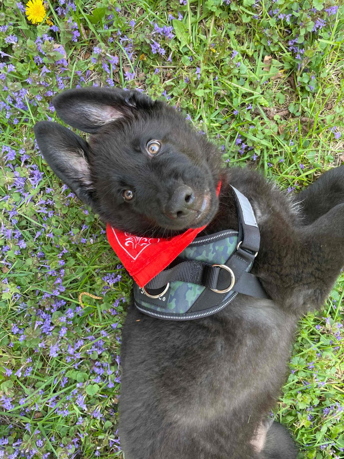 GSD Puppies-Wisconsin-bred, Health-tested, Family-raised. breeder image 3