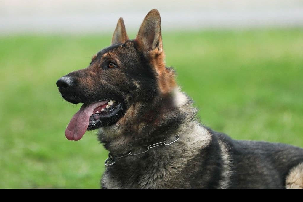 German Shepherd Dog Puppies breeder image 4