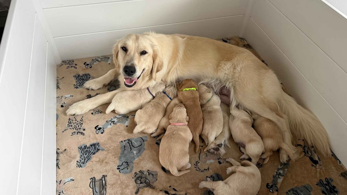 Golden Retriever Puppies– Exceptional Temperament & Champion Bloodline breeder image 12