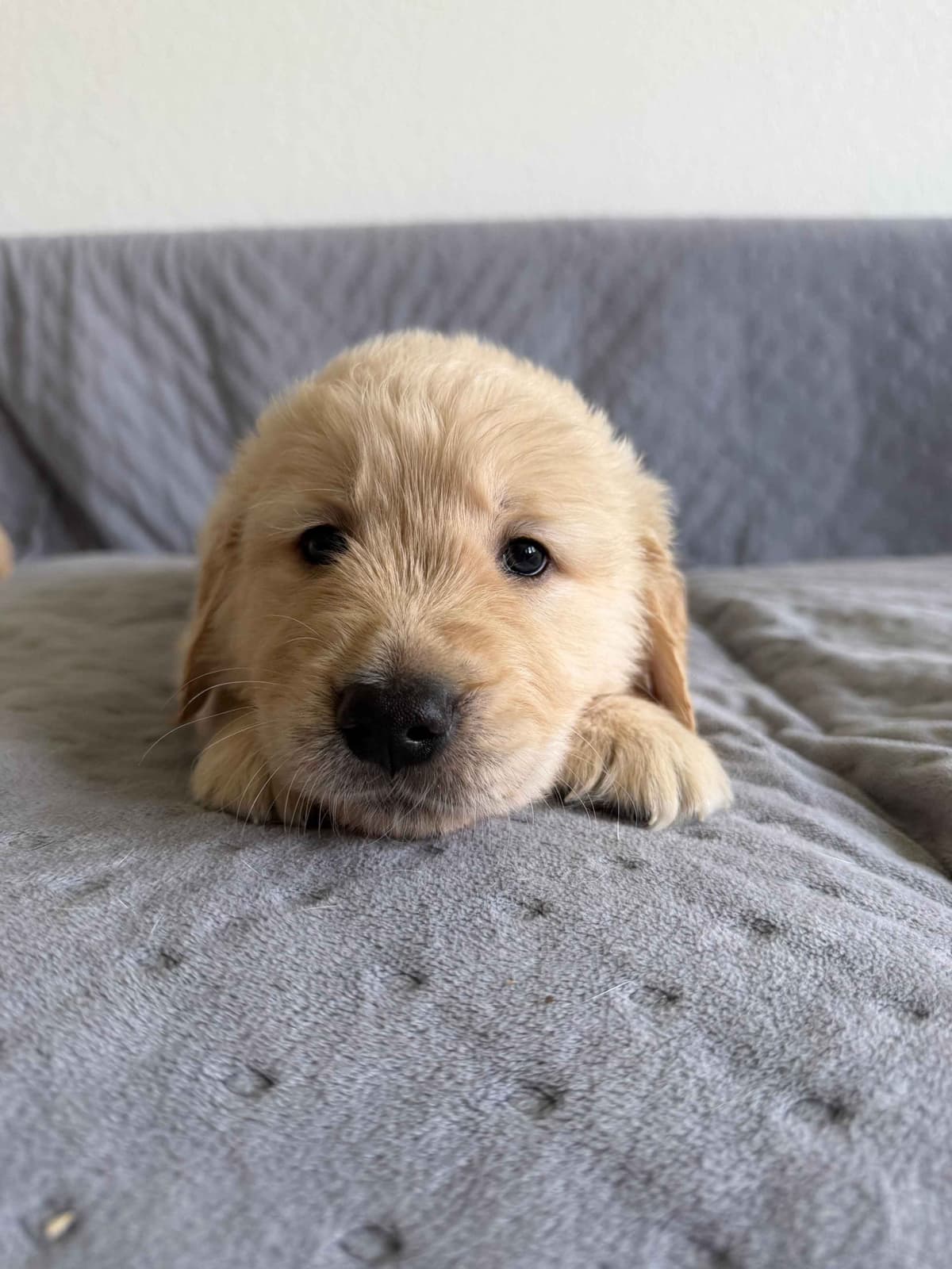 Golden Retriever Puppies– Exceptional Temperament & Champion Bloodline breeder image 20