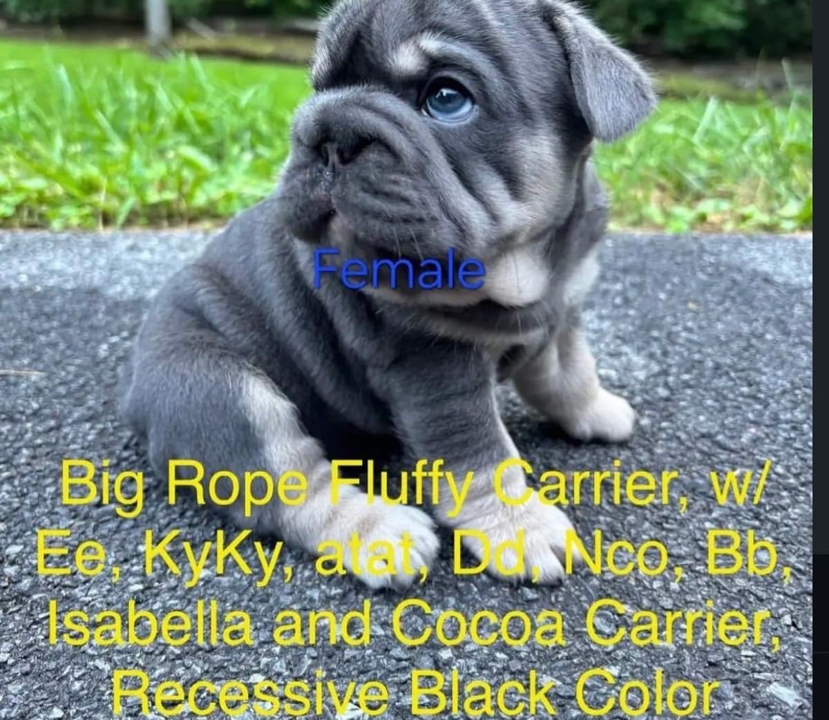 French Bulldog Puppies breeder image 5