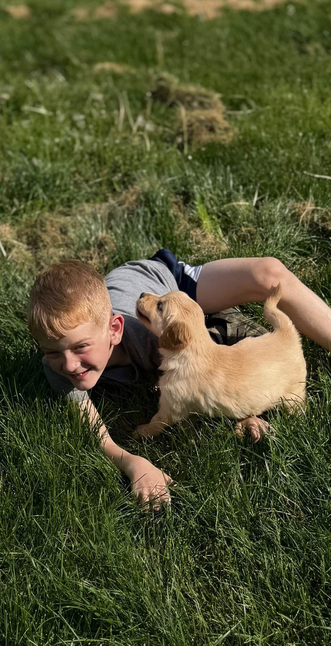 Golden Retriever Puppies breeder image 6
