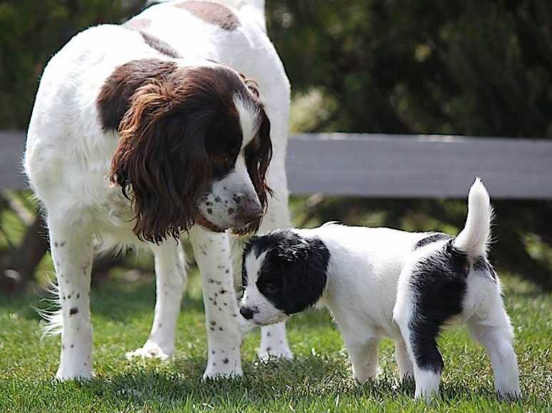 Pretty Parti Girl breeder image 11