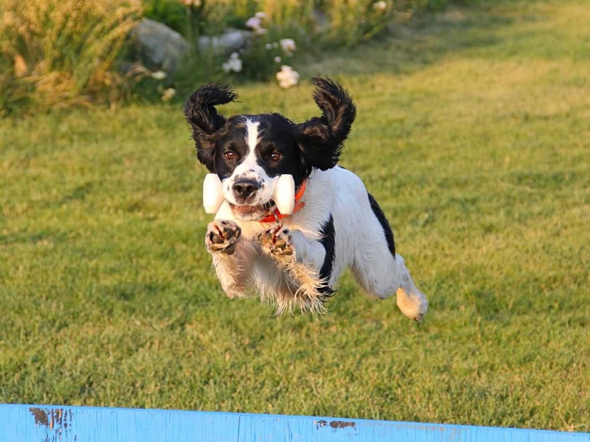 Pretty Parti Girl breeder image 14