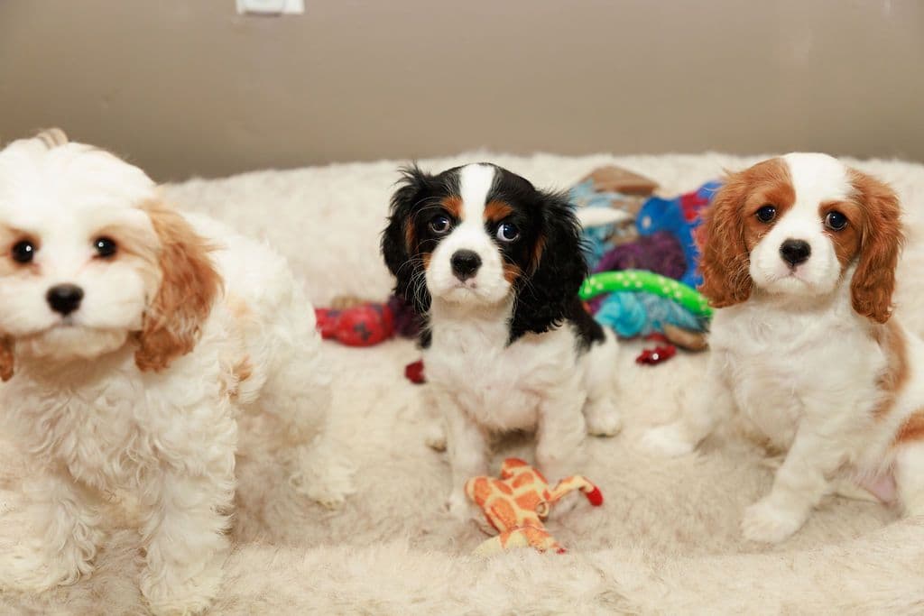 Cavalier King Charles Spaniel Puppies breeder image 6