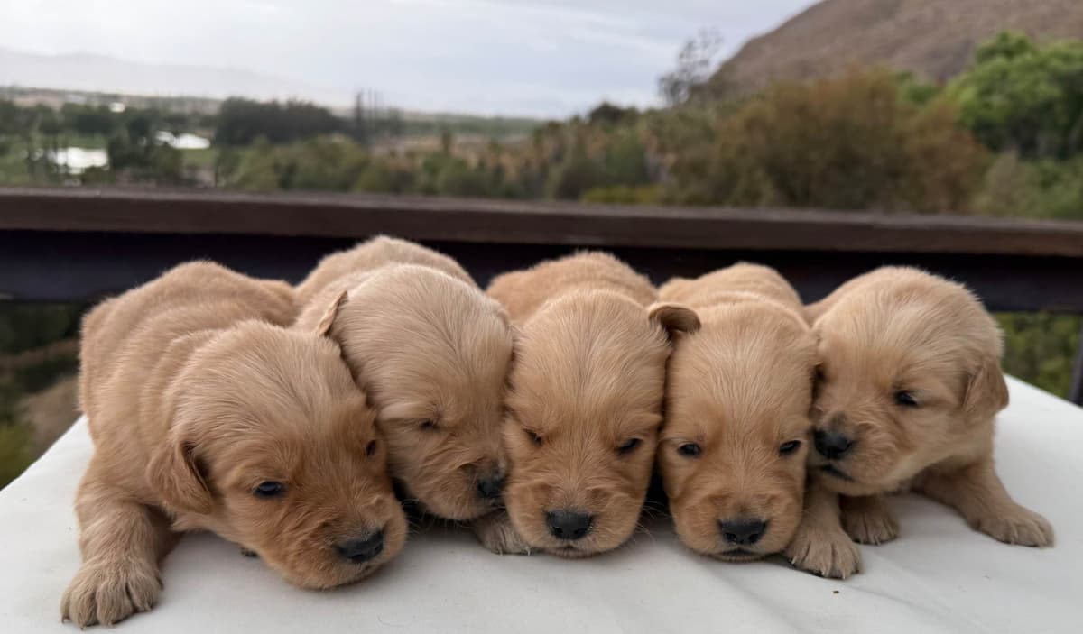 Golden Retriever Puppies ~ Golden Retriever Puppy Bliss breeder image 9