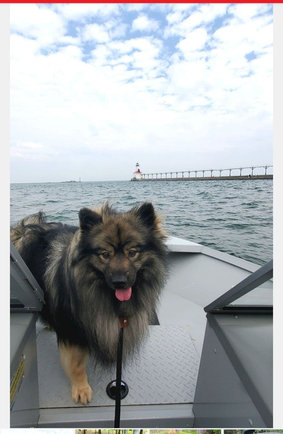 Keeshond Puppies breeder image 8