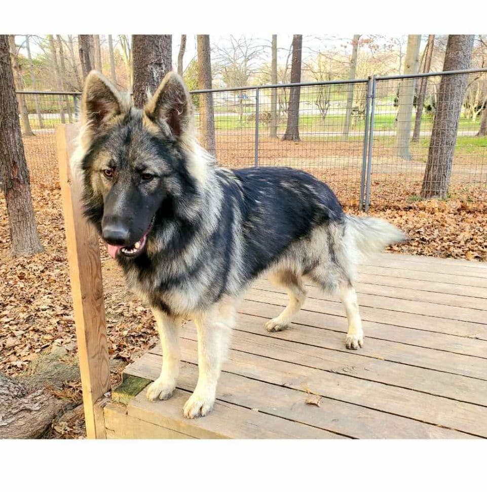 Keeshond Puppies breeder image 23