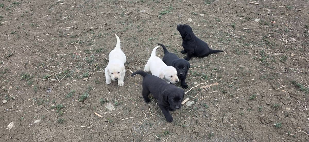 Labrador Retriever Puppies breeder image 1