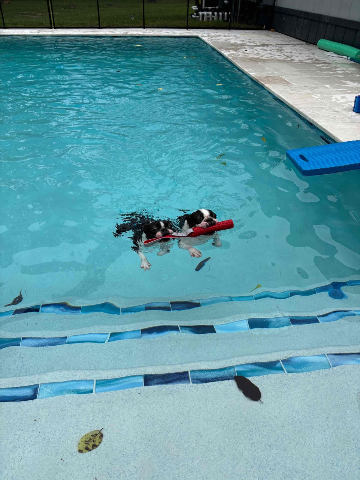 Marisol Boston Terriers breeder image 7