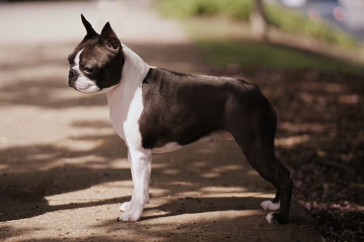 Marisol Boston Terriers breeder image 9