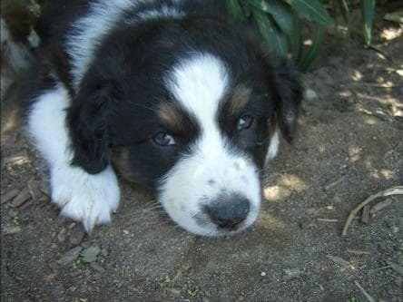 Miniature American Shepherd Puppies breeder image 11