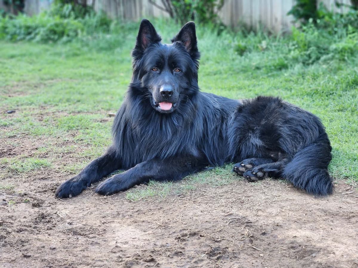 German Shepherd Dog Puppies, Long Haired breeder image 23