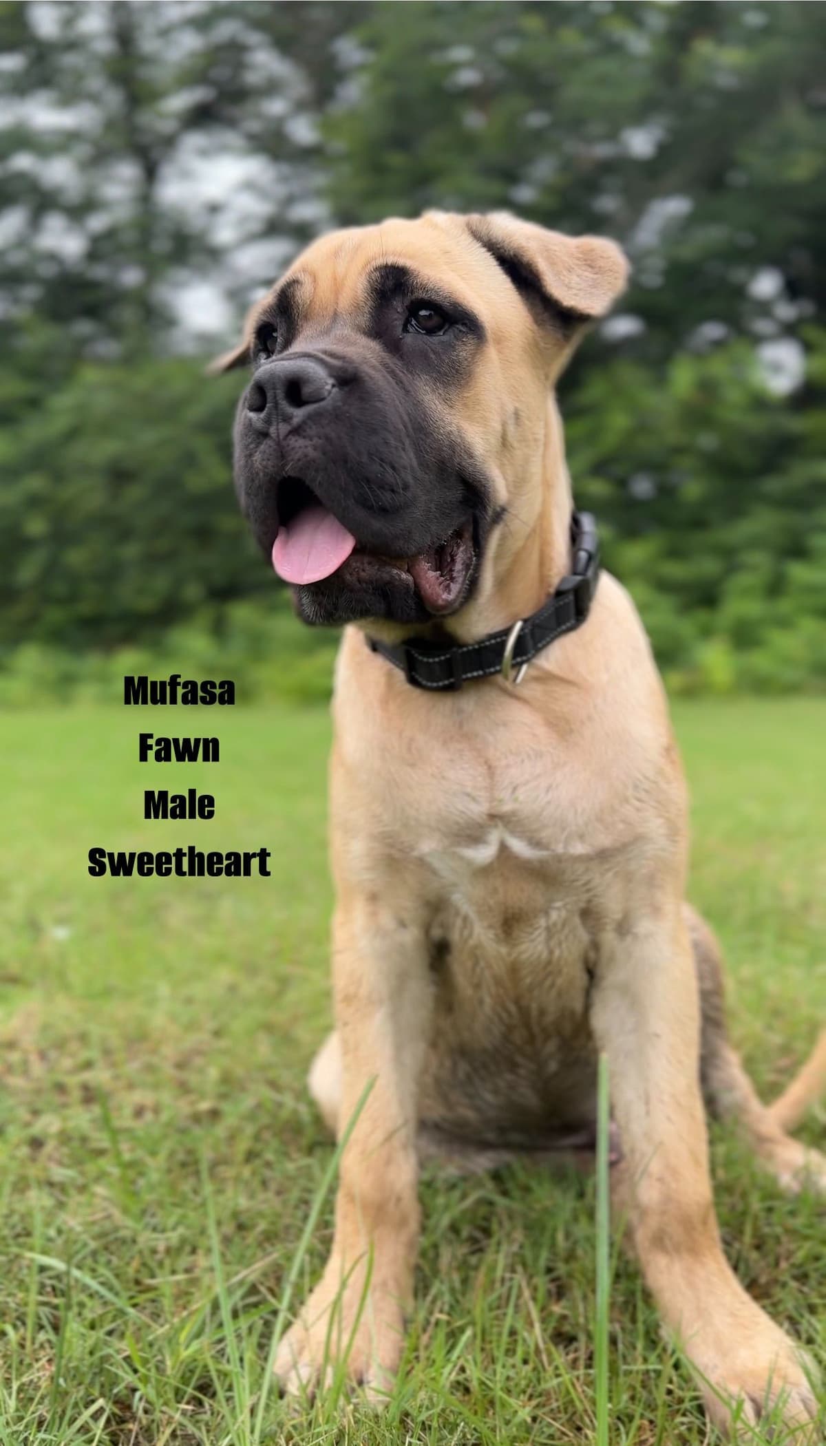 Cane Corso Puppies Rainbow litter breeder image 19
