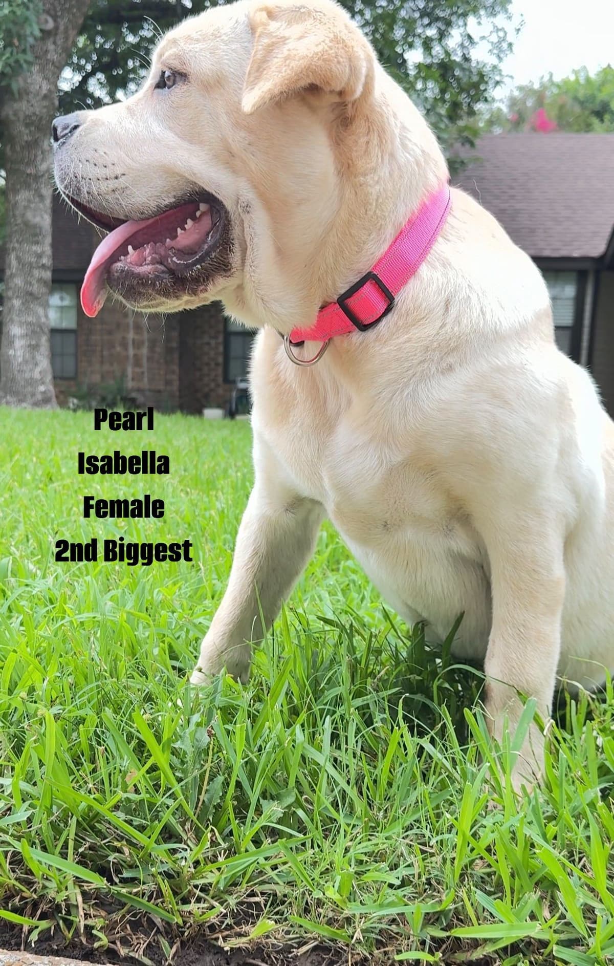 Cane Corso Puppies Rainbow litter breeder image 23