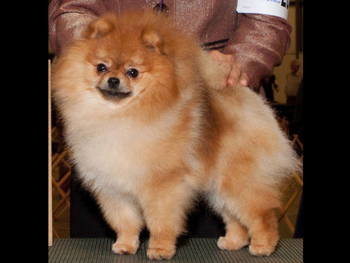 Beautiful AKC Male Pomeranian Puppies breeder image 20