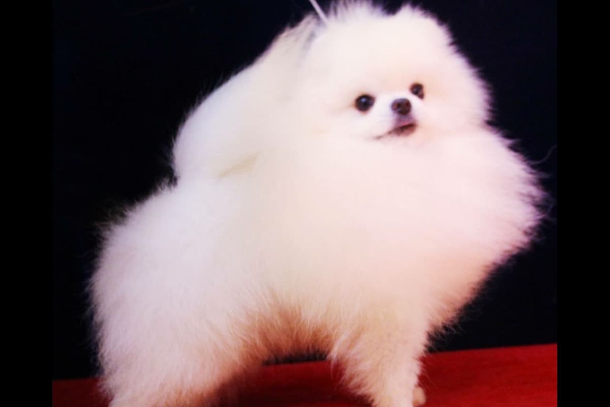 Beautiful AKC Male Pomeranian Puppies breeder image 17