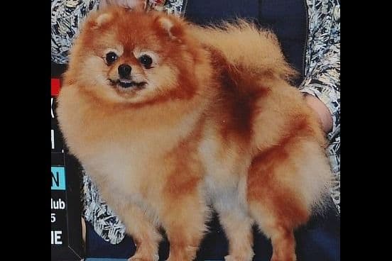 Beautiful AKC Male Pomeranian Puppies breeder image 11