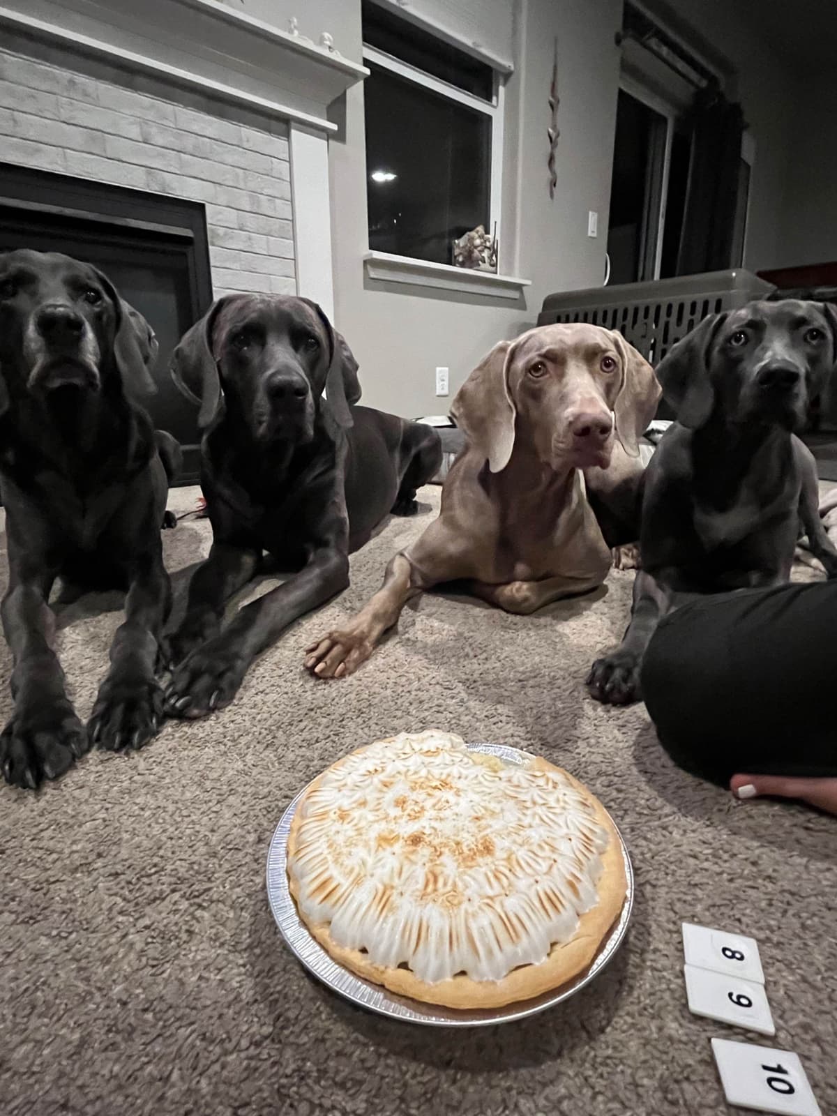 Weimaraner Puppies Northern Idaho breeder image 1