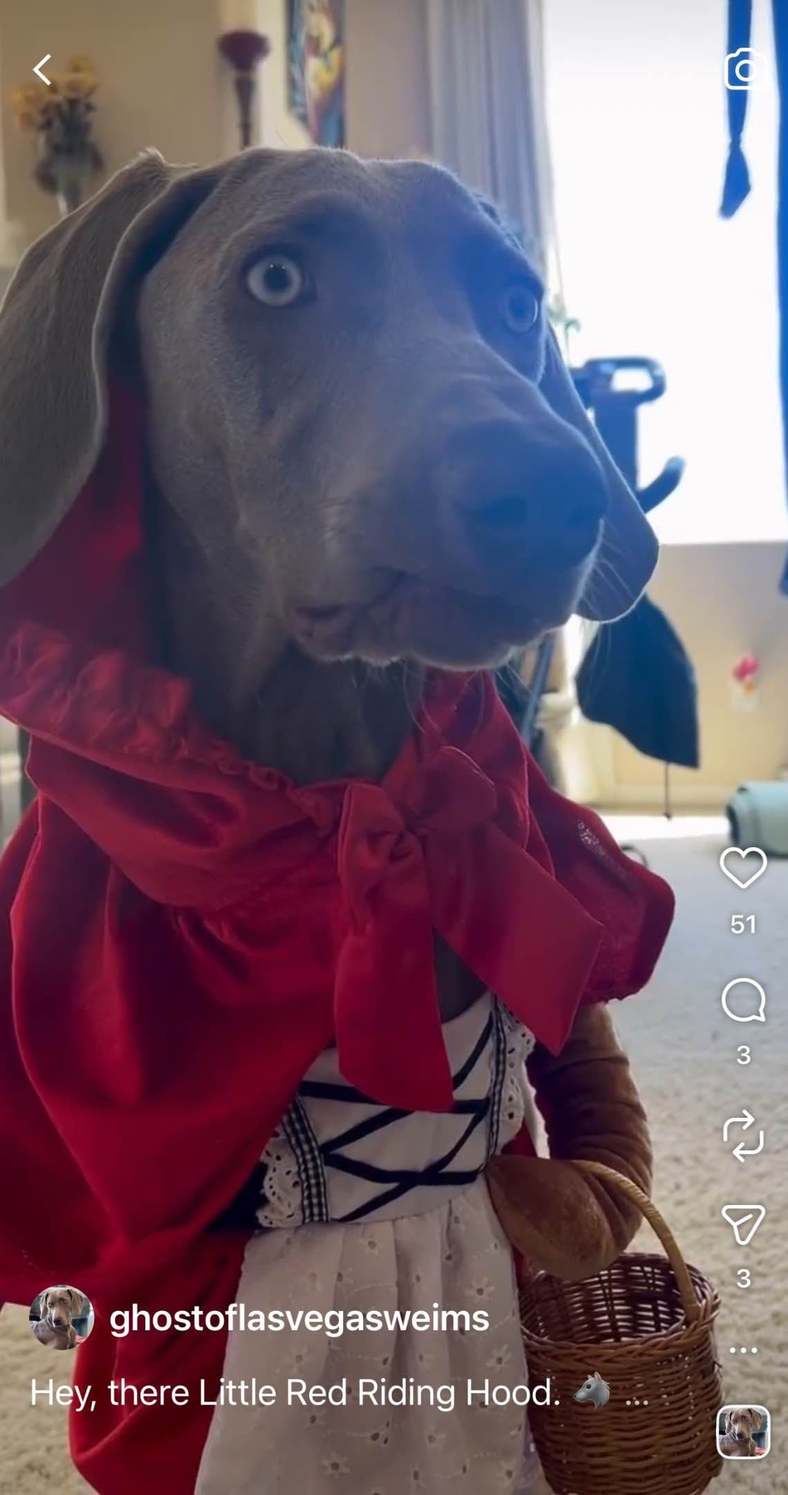 Ghost of Las Vegas Weims breeder image 10
