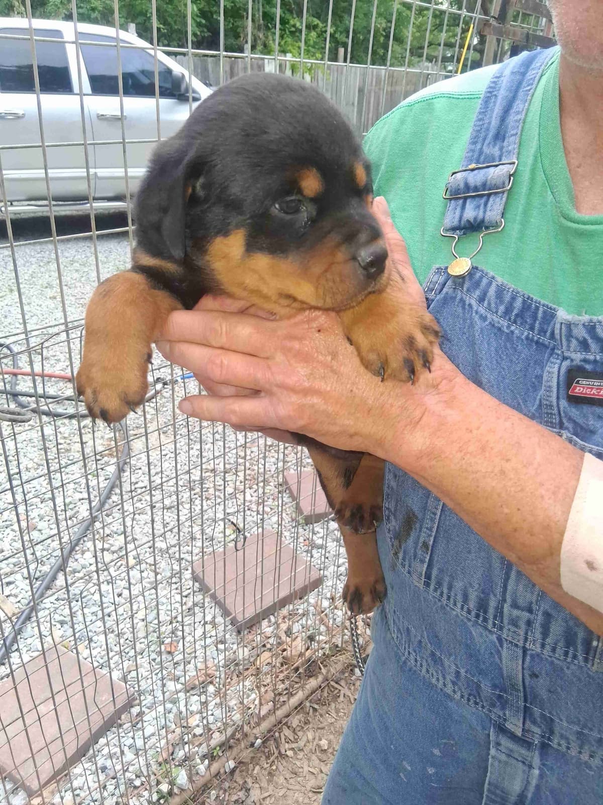 Rottweiler Puppies breeder image 4
