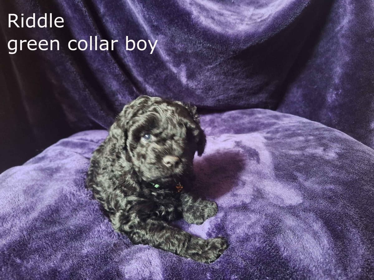 Puli Puppies breeder image 9