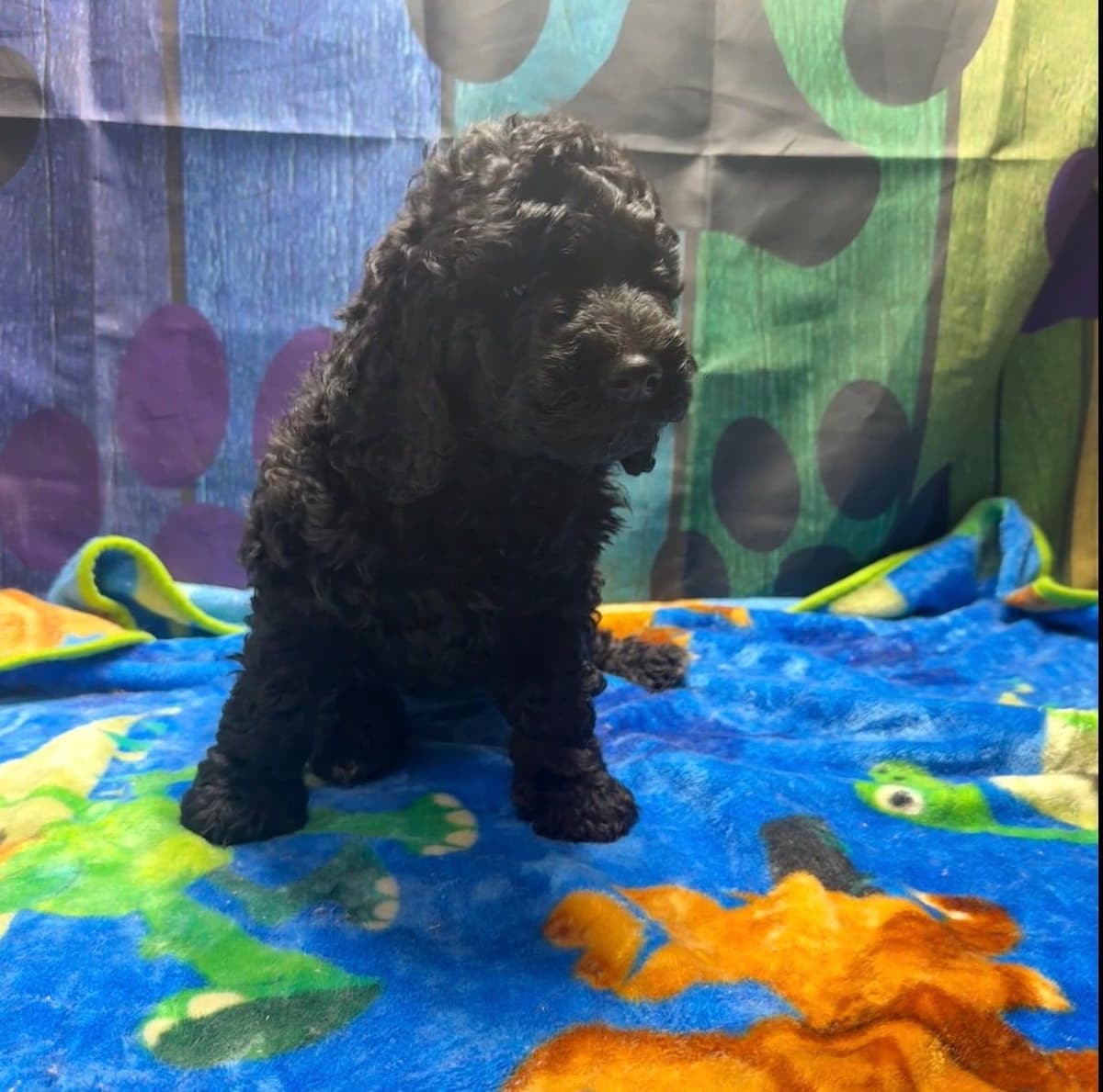 Standard Poodle Puppies breeder image 3