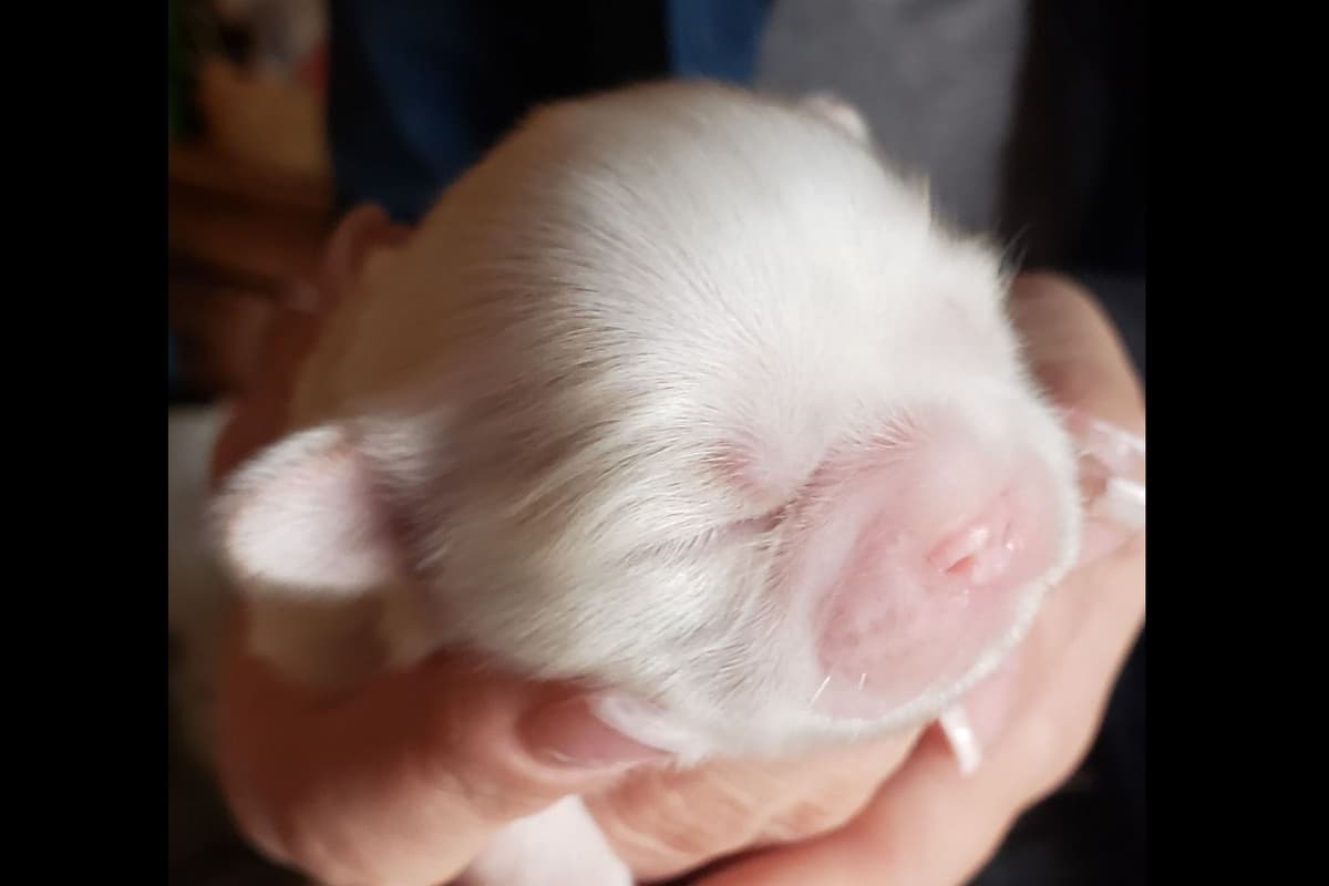 Shih Tzu Puppies - Liver Chocolate puppies breeder image 20
