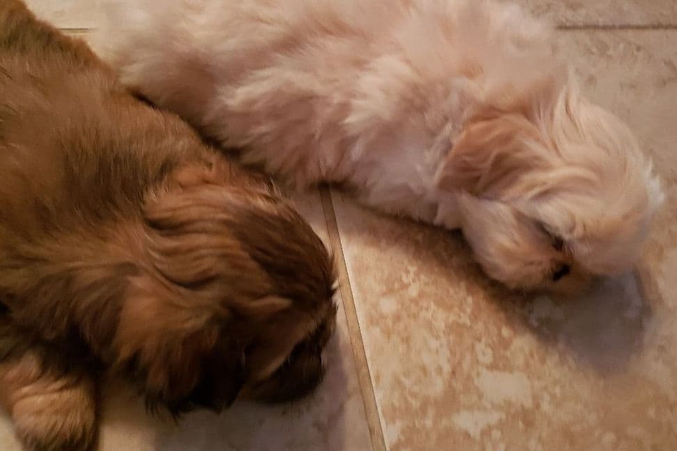 Shih Tzu Puppies - Liver Chocolate puppies breeder image 21