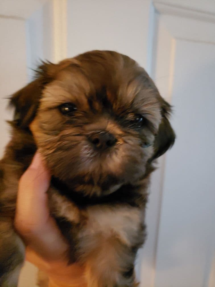 Shih Tzu Puppies - Liver Chocolate puppies breeder image 22