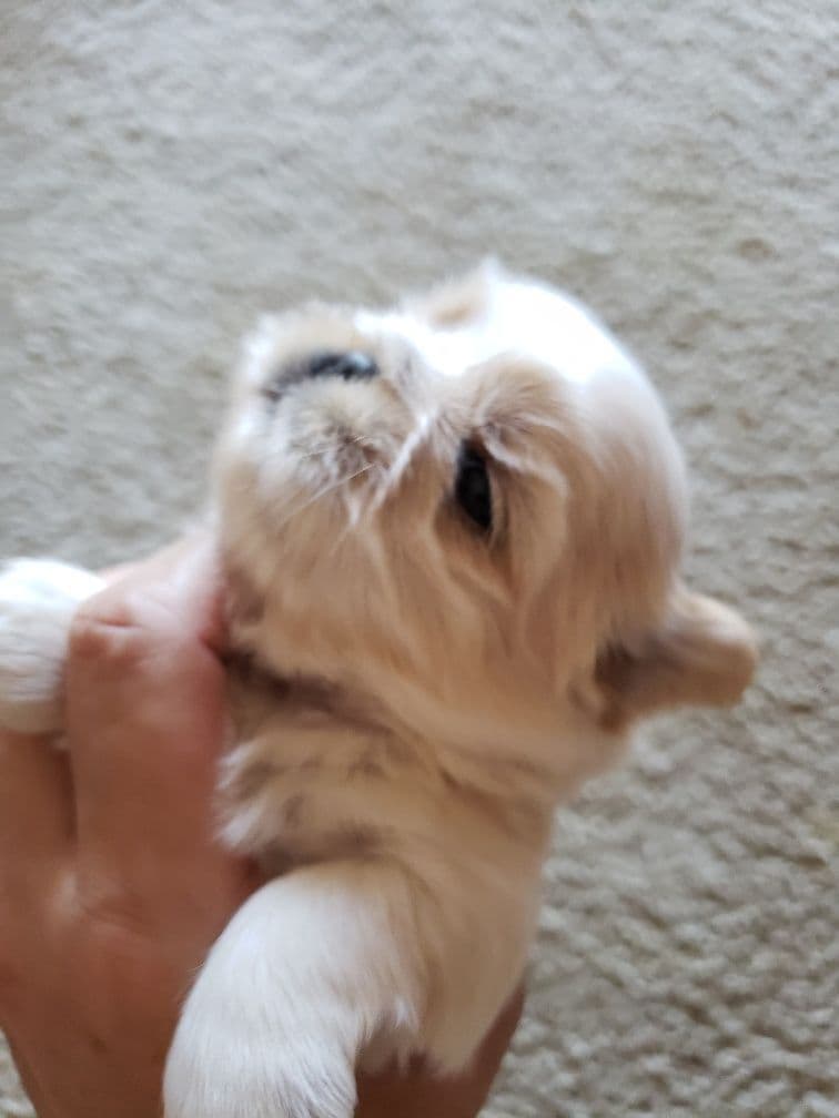 Shih Tzu Puppies - Liver Chocolate puppies breeder image 27