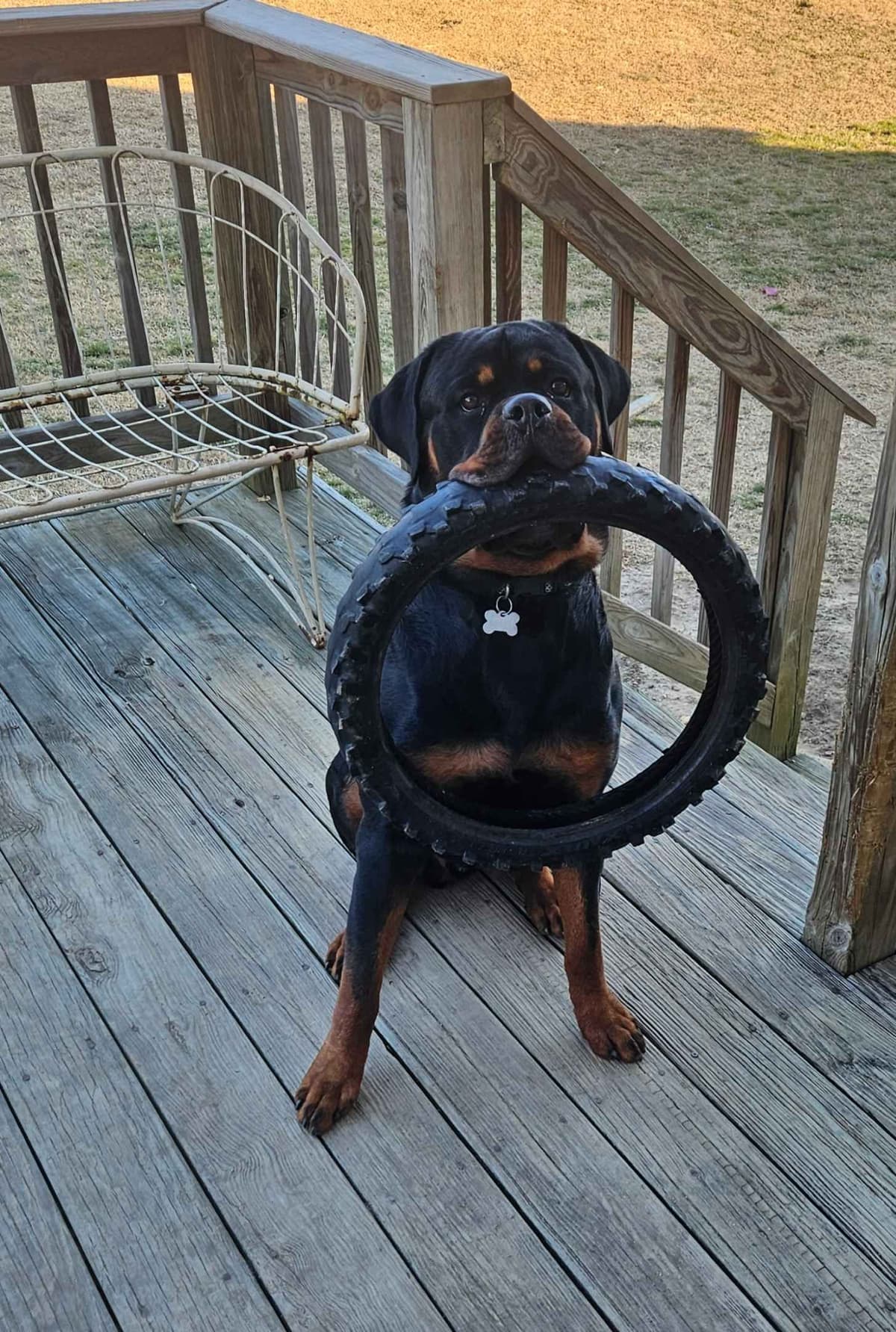 Rottweiler Puppies breeder image 4