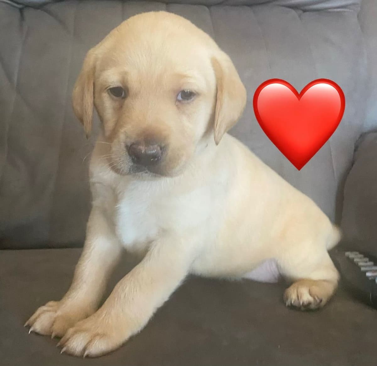 Labrador Retriever Puppies breeder image 3