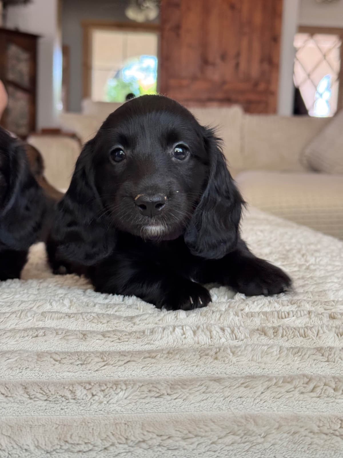 Solid Black Dachshund Puppies breeder image 10