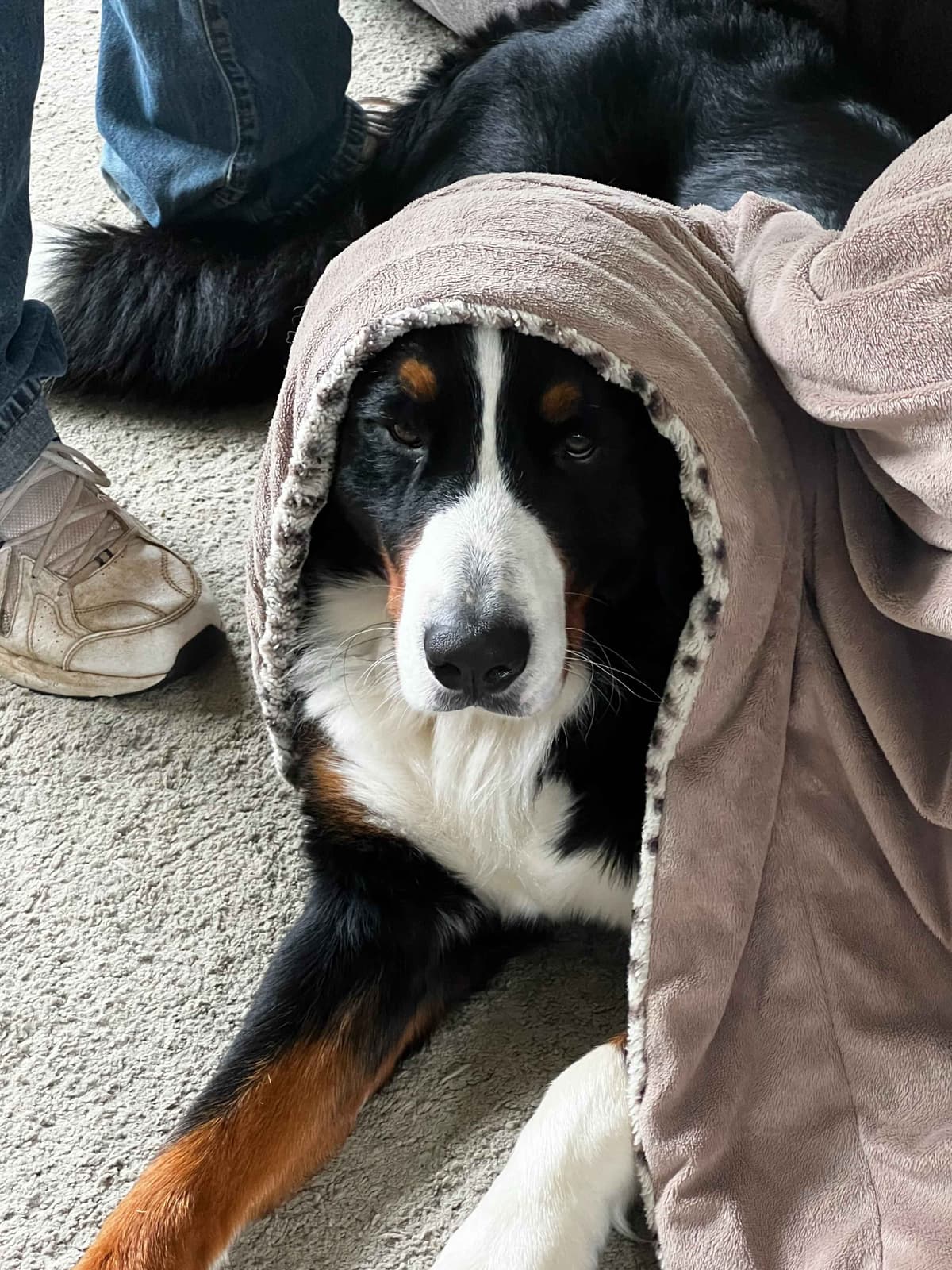 Genetic Tested Bernese Mountain Dog Puppies breeder image 10