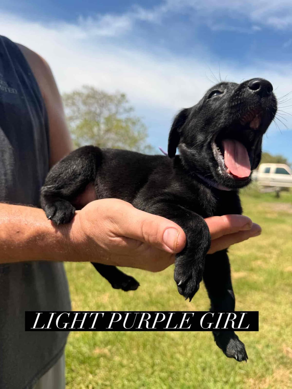 Labrador Retriever Puppies breeder image 13