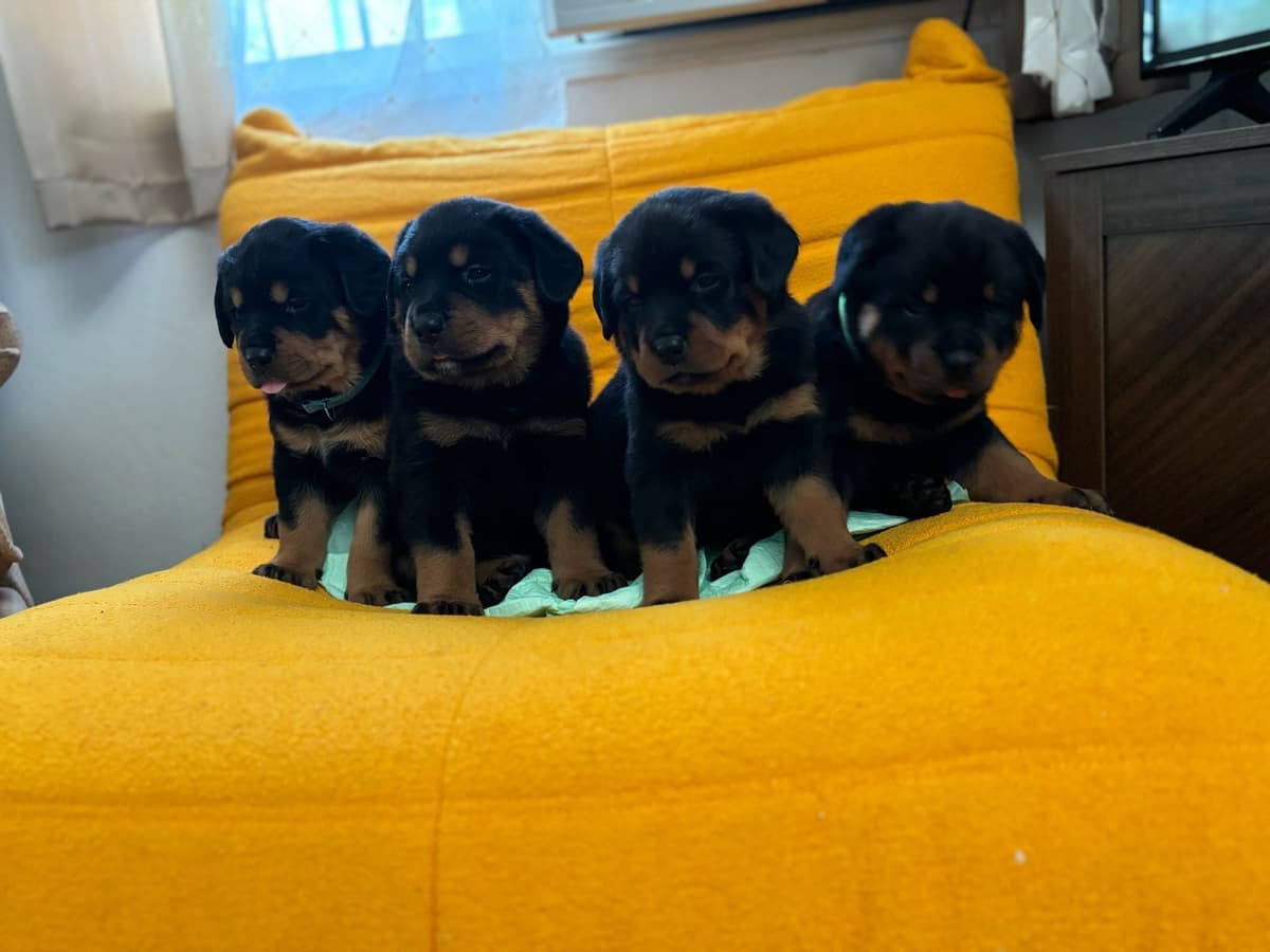 Rottweiler Puppies breeder image 5