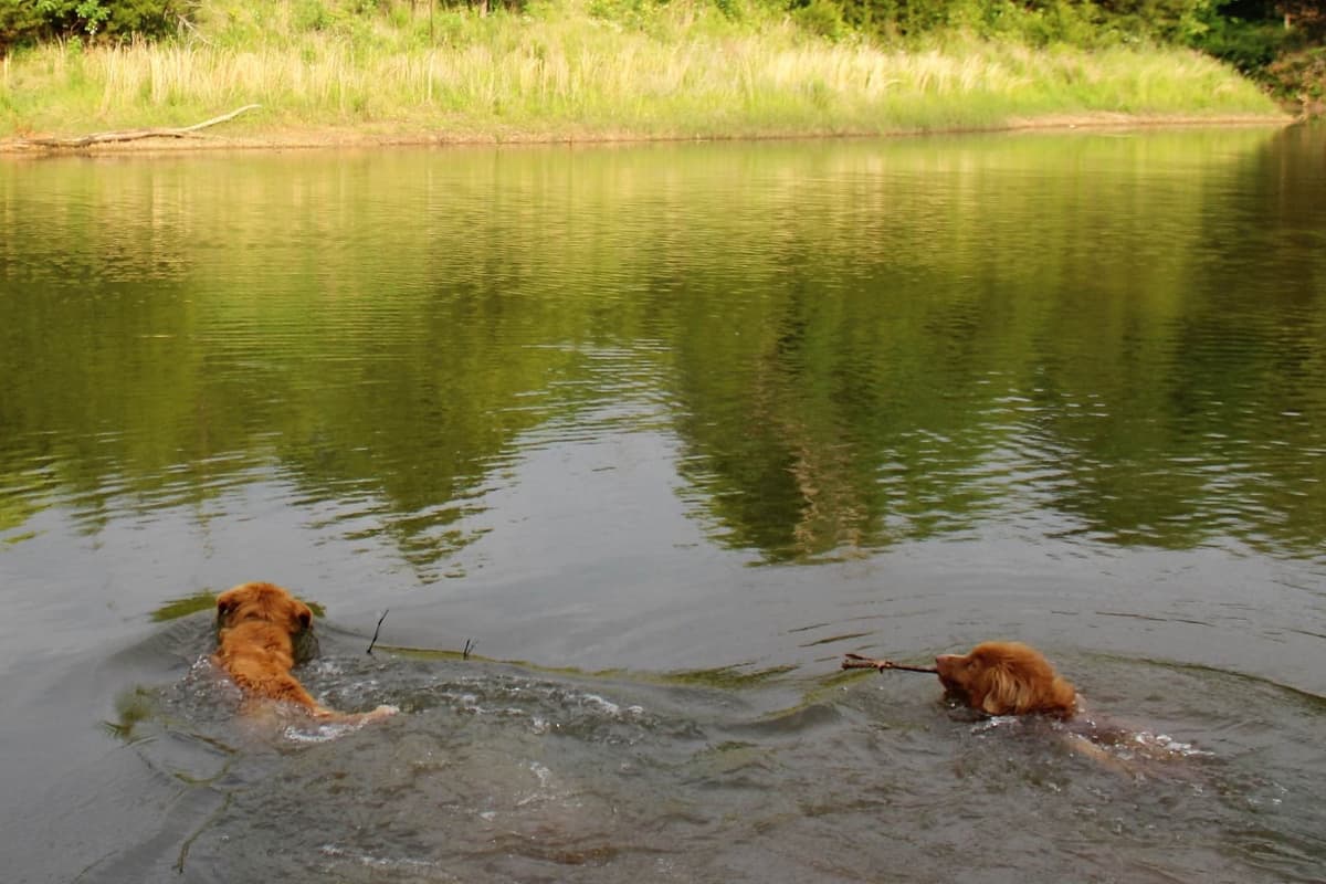 Nova Scotia Duck Tolling Retriever Puppy breeder image 8