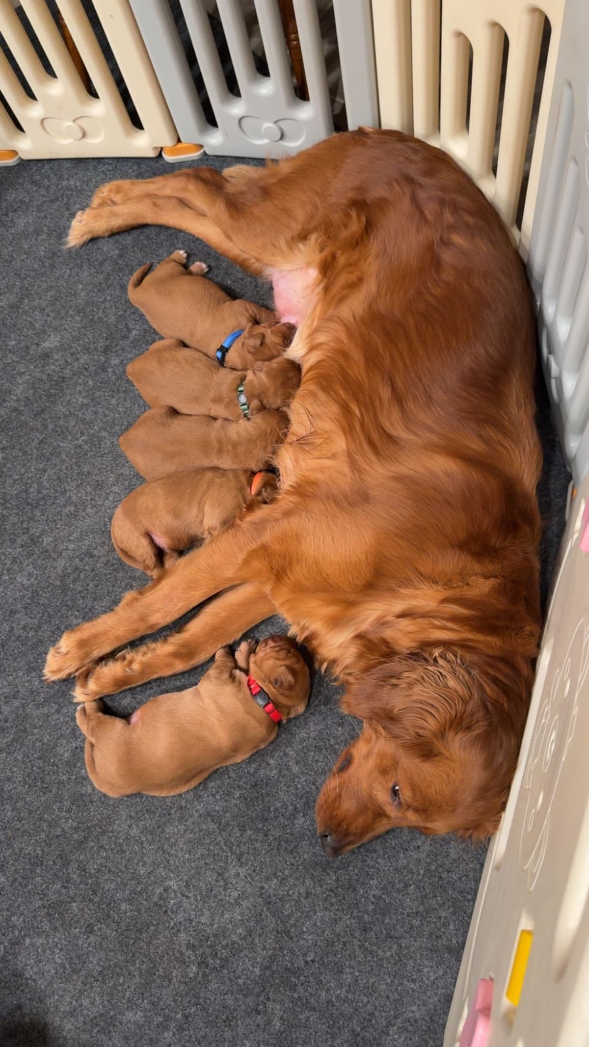 Golden Retriever Puppies breeder image 3