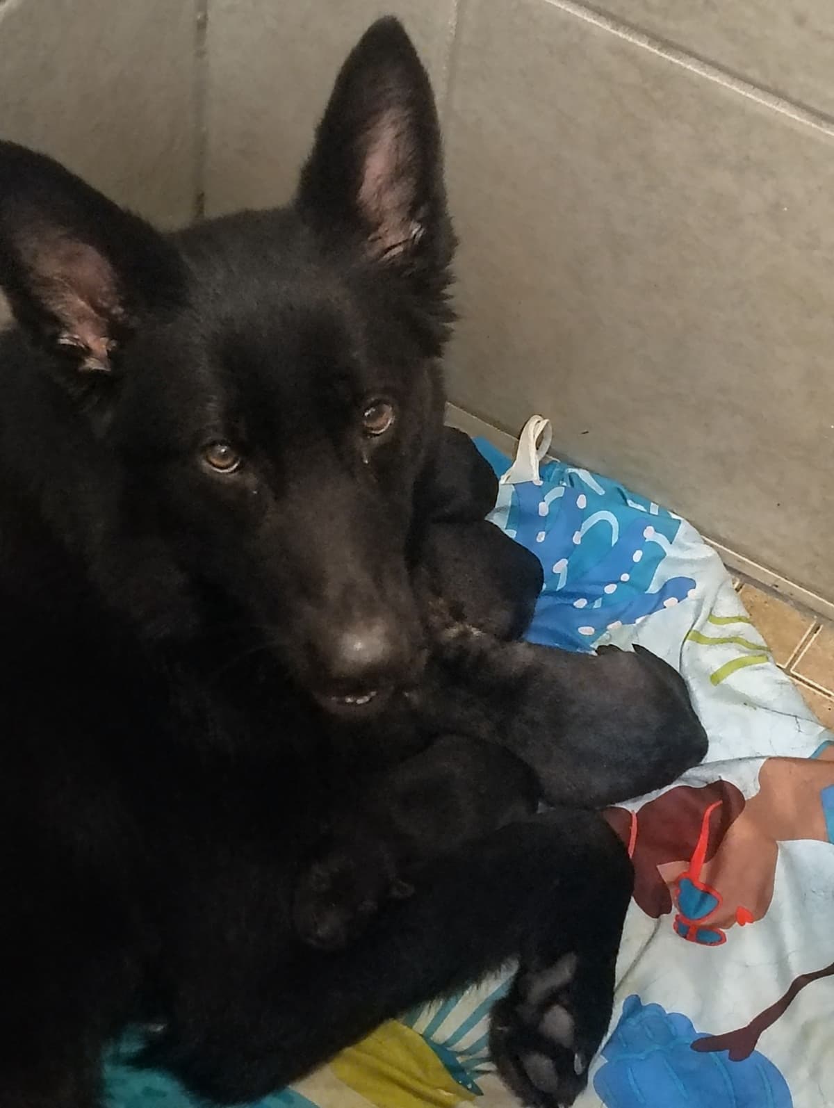 AKC Black and Sable German Shepherd Puppies! breeder image 6