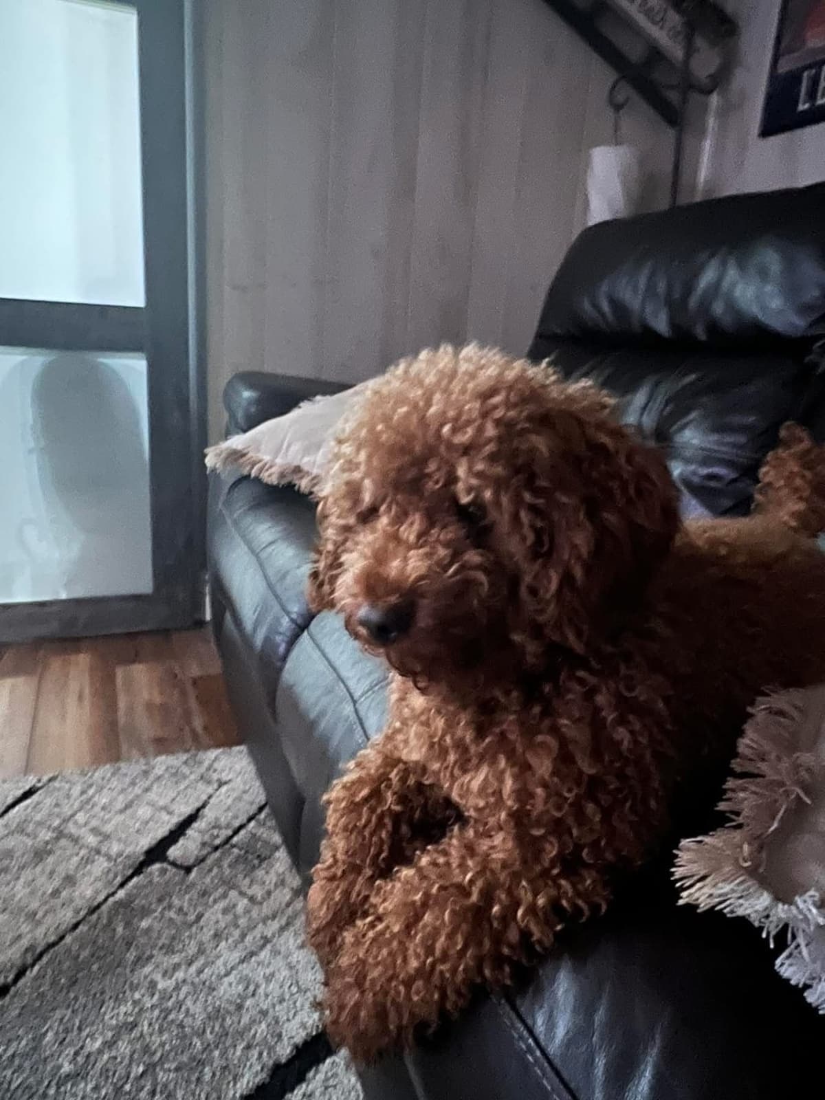 Toy Poodle Puppies breeder image 3
