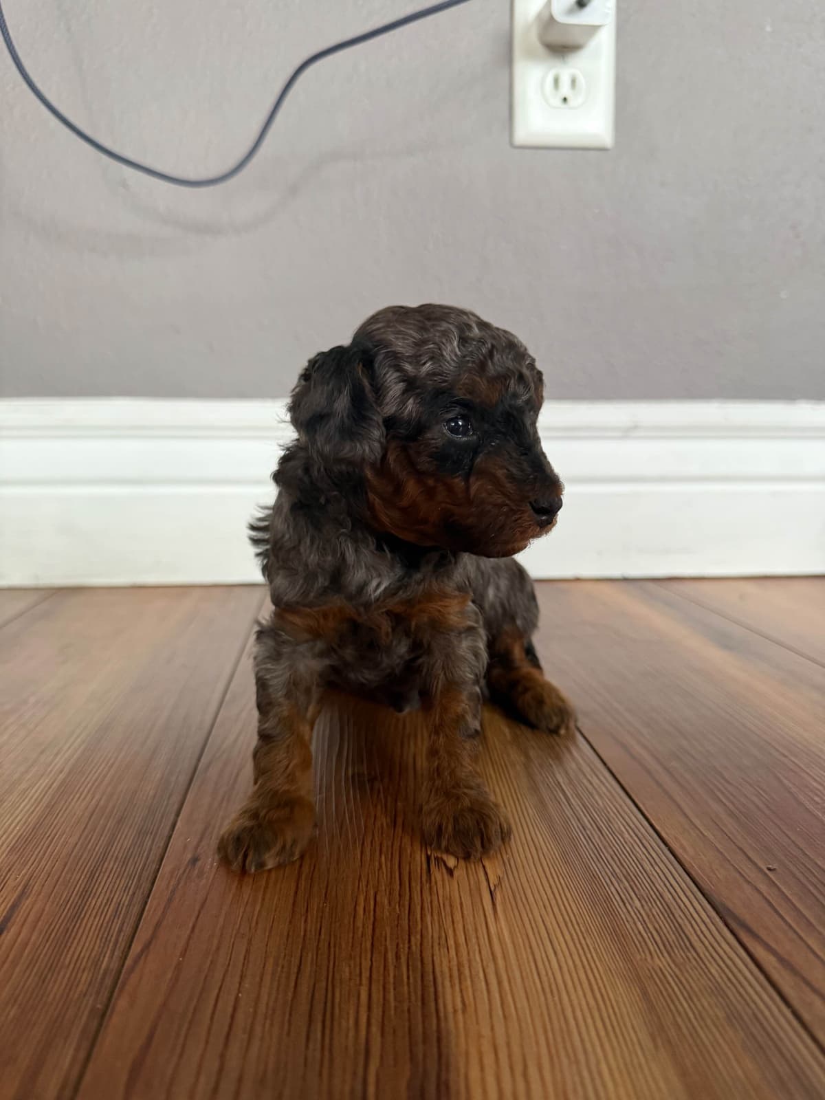 Toy Poodle Puppies breeder image 4