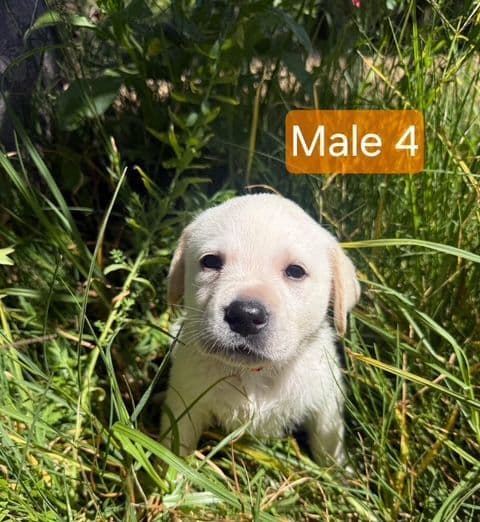 1 Male & 1 Female Yellow Labrador Retriever Puppies, Champion Lineage breeder image 5