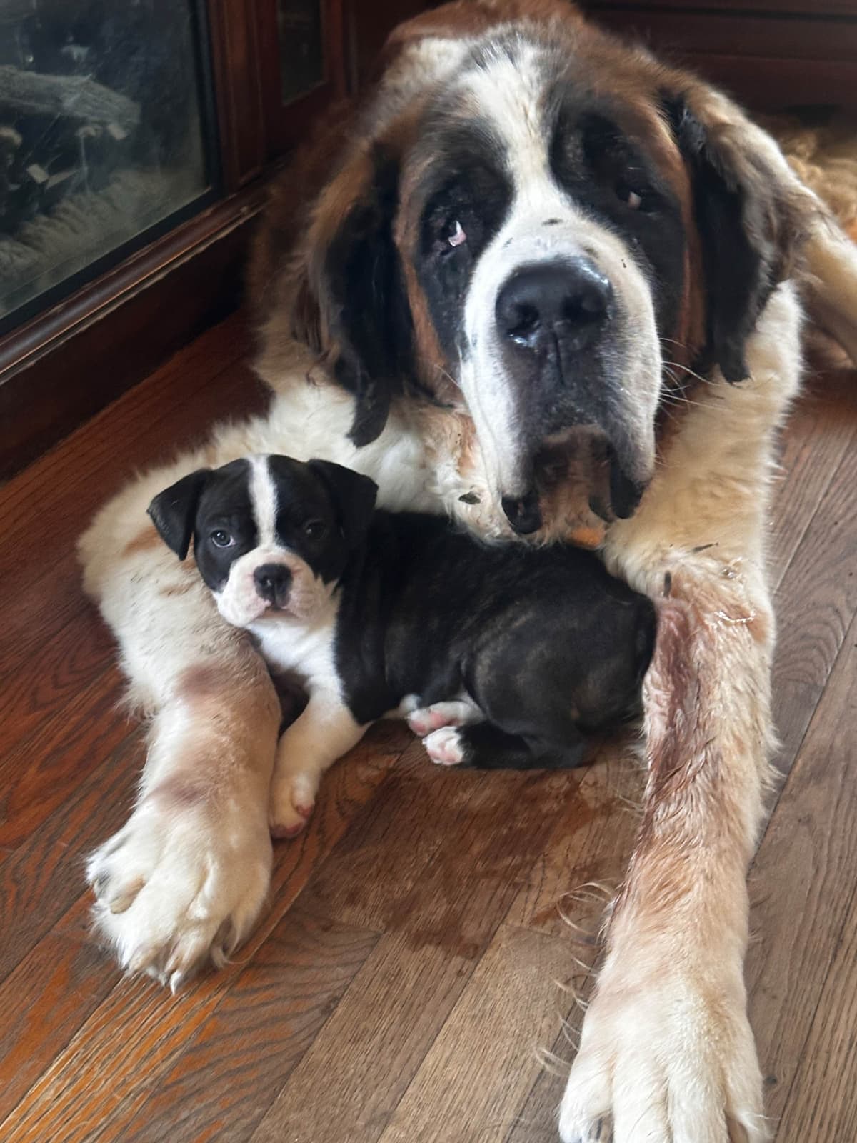 Boston Terrier Puppies breeder image 5
