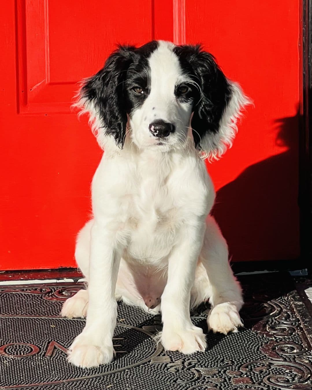 English Cocker Spaniel Puppies breeder image 1