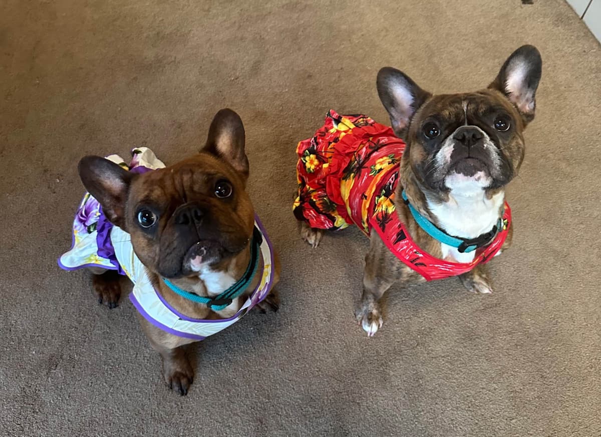 Genetic/Allergy Tested French Bulldog Puppies breeder image 5