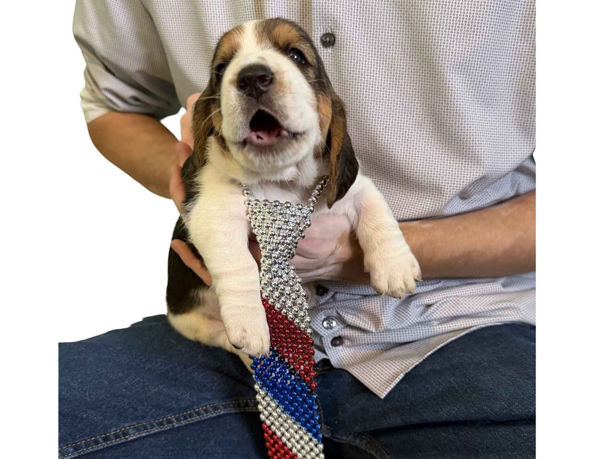 Basset Hound Puppies breeder image 14