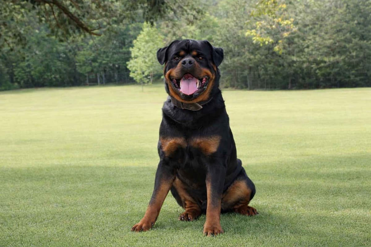 Rottweiler Puppies breeder image 8